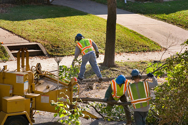 Large Tree Removal in Hagan, GA